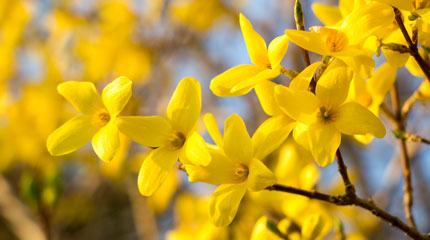 A Photograph of City Forsythia